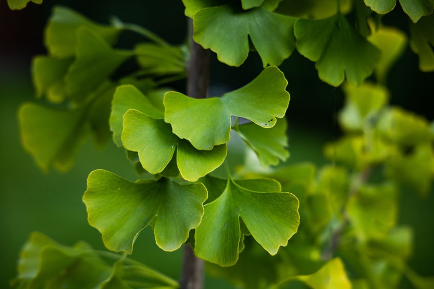 Ginkgo Leaf Extract